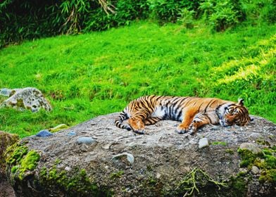 Amazing Sleeping Tiger