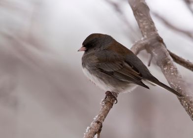 Sparrow in winter