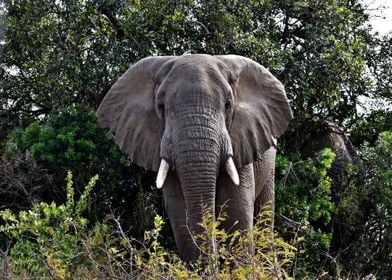 Magnificent Elephant