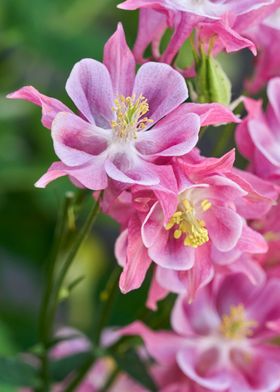 aquilegia flower in bloom 