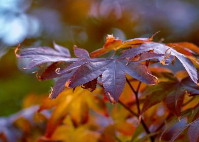maple leaf in the garden