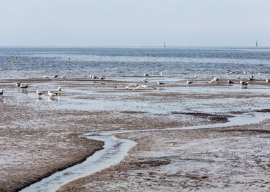 expanse of seagulls 