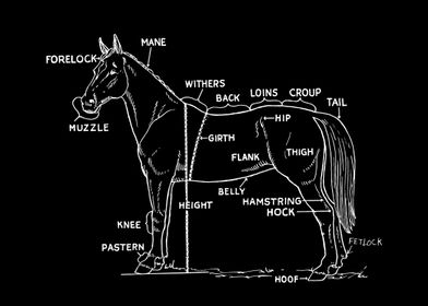 Anatomy of a horse