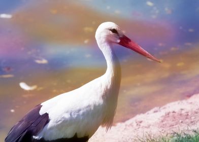 white stork