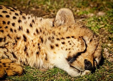 Gorgeous Cheetah