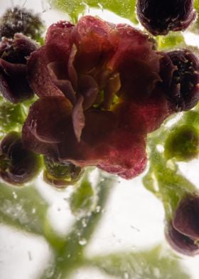 Kalanchoe in ice 2