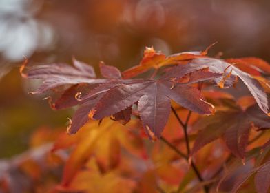 maple leaf in the garden