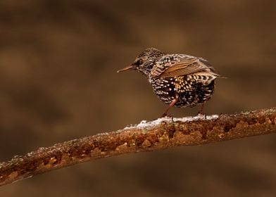 Starling bird closeup