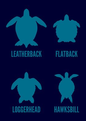 TYPES OF TURTLES Turtle