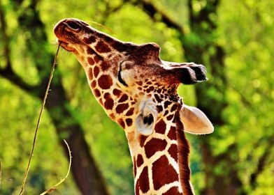 Hungry Giraffe