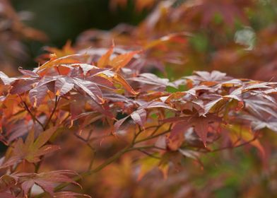 maple leaf in the garden