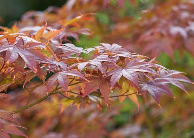 maple leaf in the garden