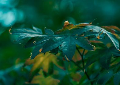 maple leaf in the garden