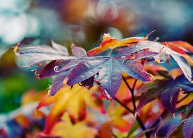maple leaf in the garden