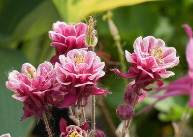 aquilegia flower in bloom 