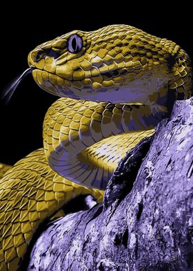 Snake Reptiles