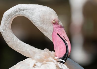 pink flamingo in the farm