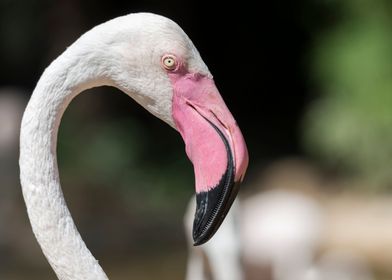 pink flamingo in the farm