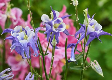 aquilegia flower in bloom 