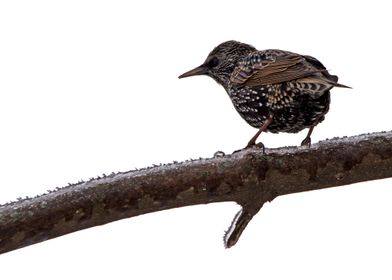 Starling on white