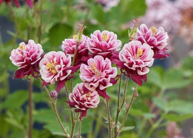 aquilegia flower in bloom 
