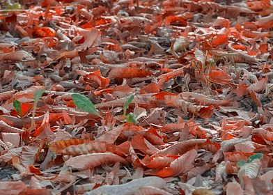 autumn leaf on meadow