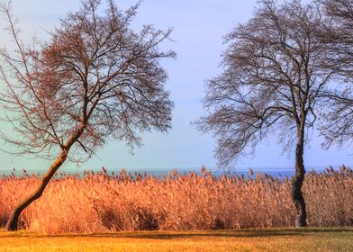 bare trees on the seashore