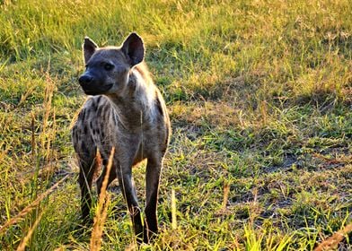 Cute Hyena