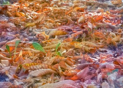 autumn leaf on meadow
