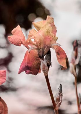 iris gladiolus in bloom 