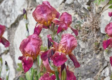 iris gladiolus in bloom 