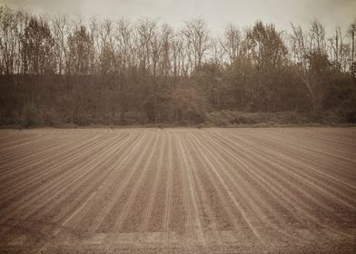 cultivated field and cloud