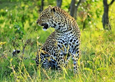 Beautiful Leopard