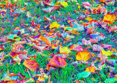 autumn leaf on meadow