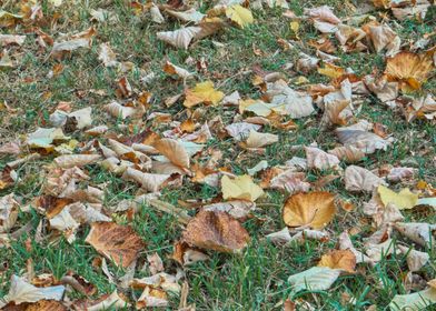 autumn leaf on meadow