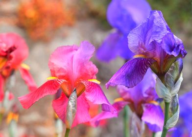 iris gladiolus in bloom 
