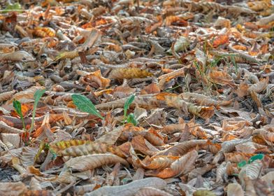 autumn leaf on meadow