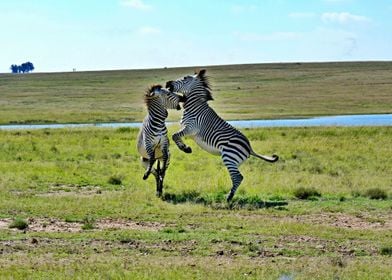 Two Zebras