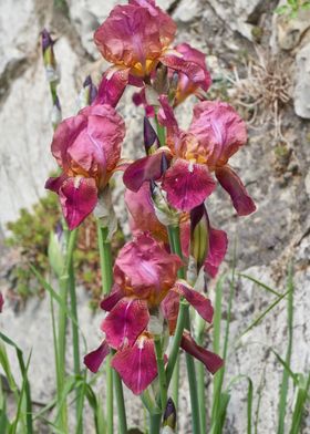 iris gladiolus in bloom 