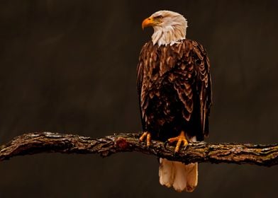 Portrait of American eagle