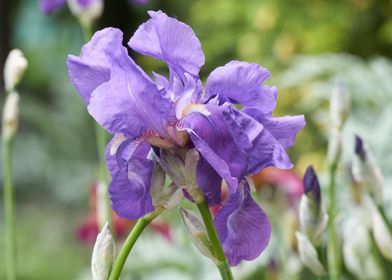 iris gladiolus in bloom 