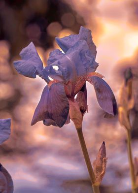 iris gladiolus in bloom 