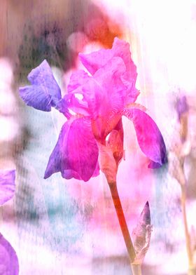 iris gladiolus in bloom 