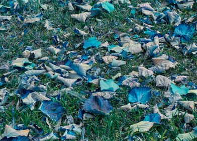 autumn leaf on meadow