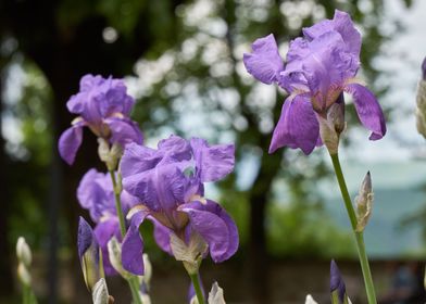 iris gladiolus in bloom 