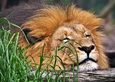 Snoozing Lion