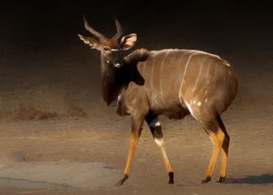 Nyala antelope