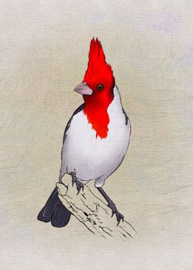 RedCrested Cardinal