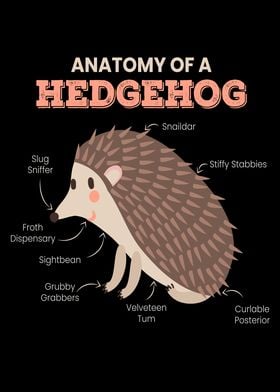 Anatomy Of A Hedgehog