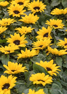 sunflower in the garden